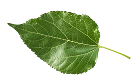 Grünes Blatt